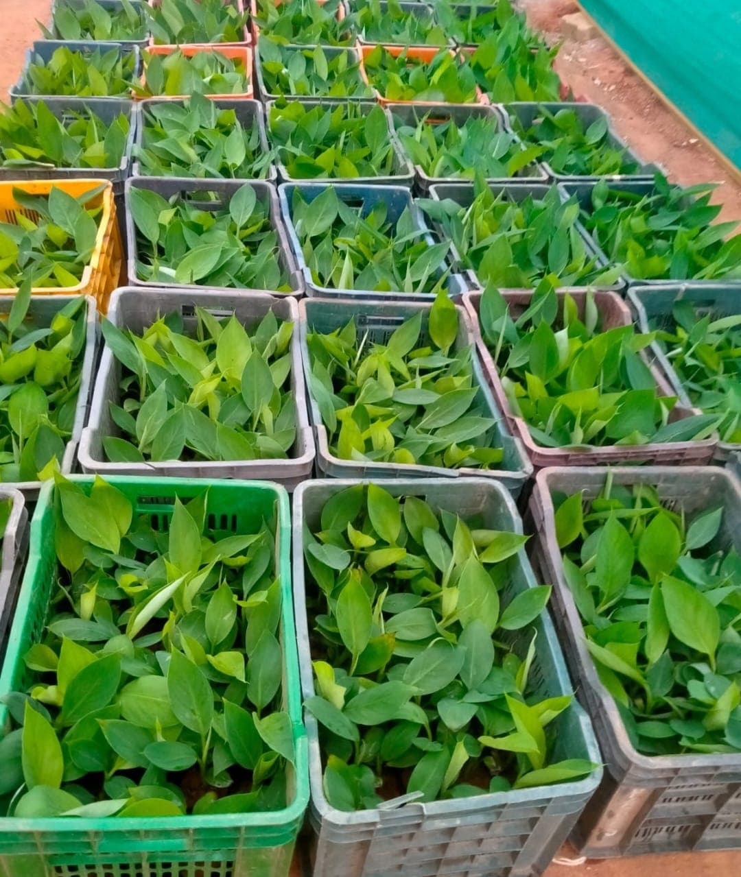 Tissue culture vials and laboratory process at Kumudvati Biotech