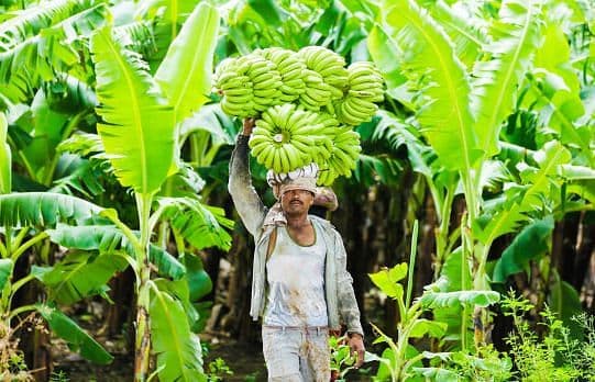 Banana tissue culture plants and plantation